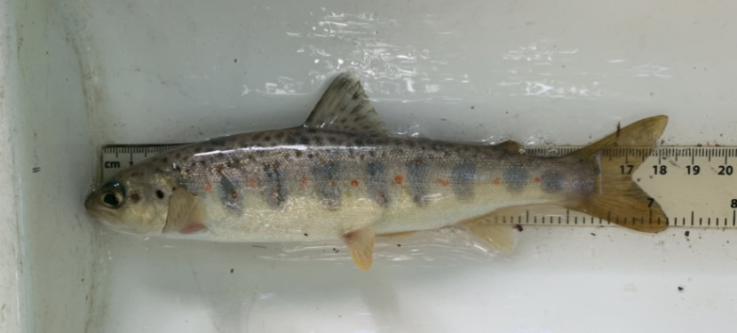 Salmon - EA team, Bideford Brook